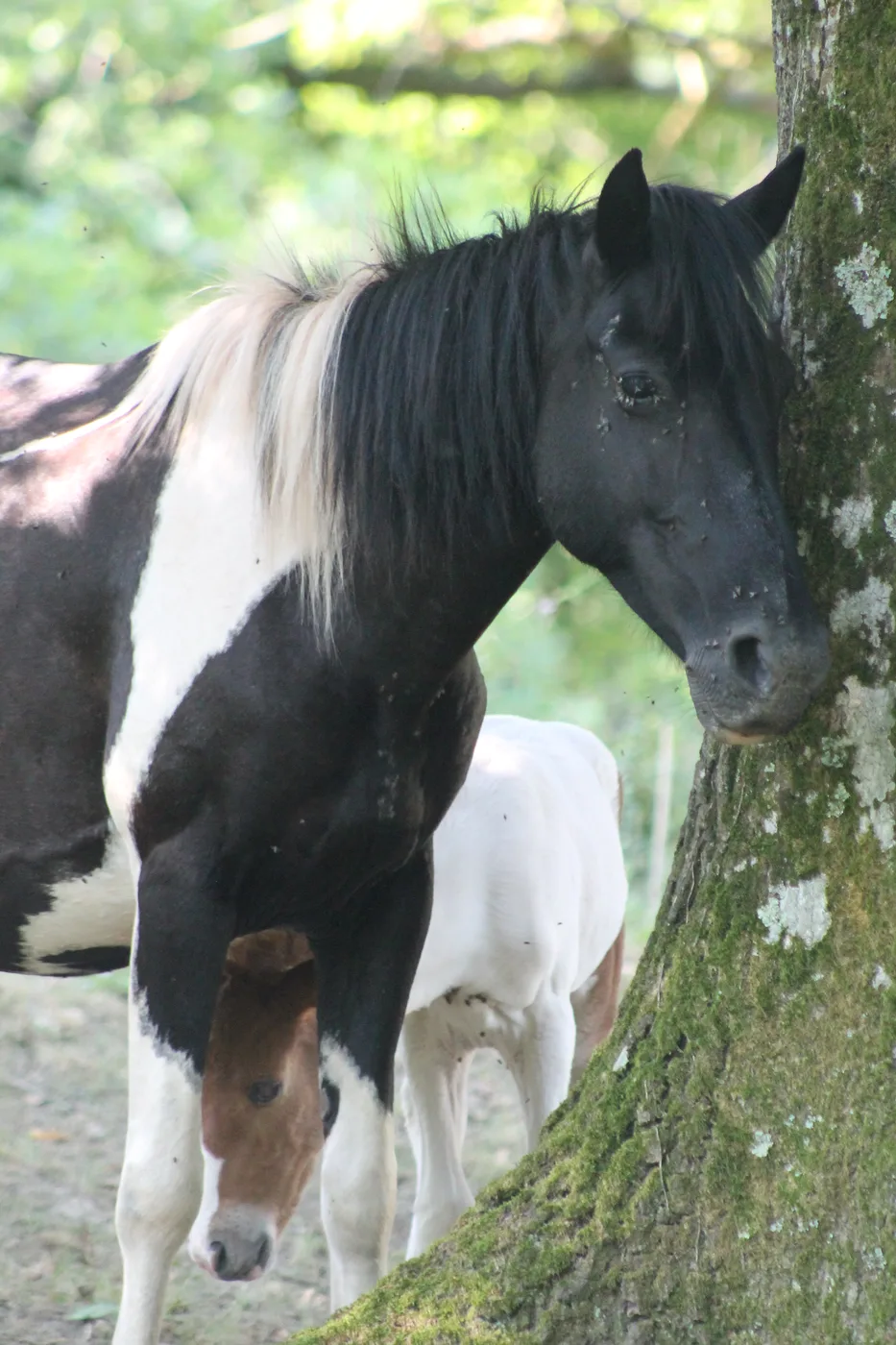 Un cheval dans un parc arboré de la Ferme Urtegi
