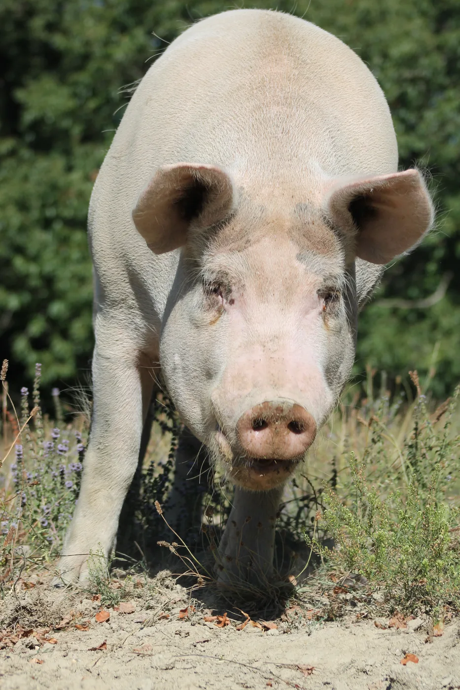 Un cochon de la Ferme Urtegi
