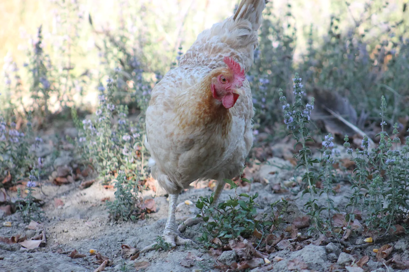 Des poules en liberté dans un espace boisé de la ferme